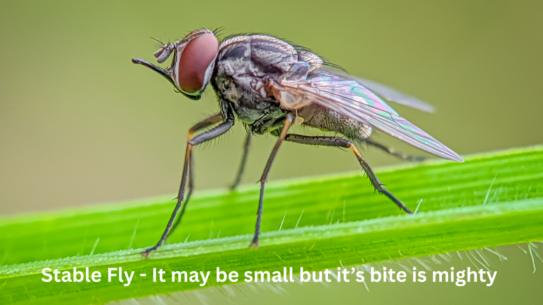 Photograph of a Stable Fly on a blade of grass