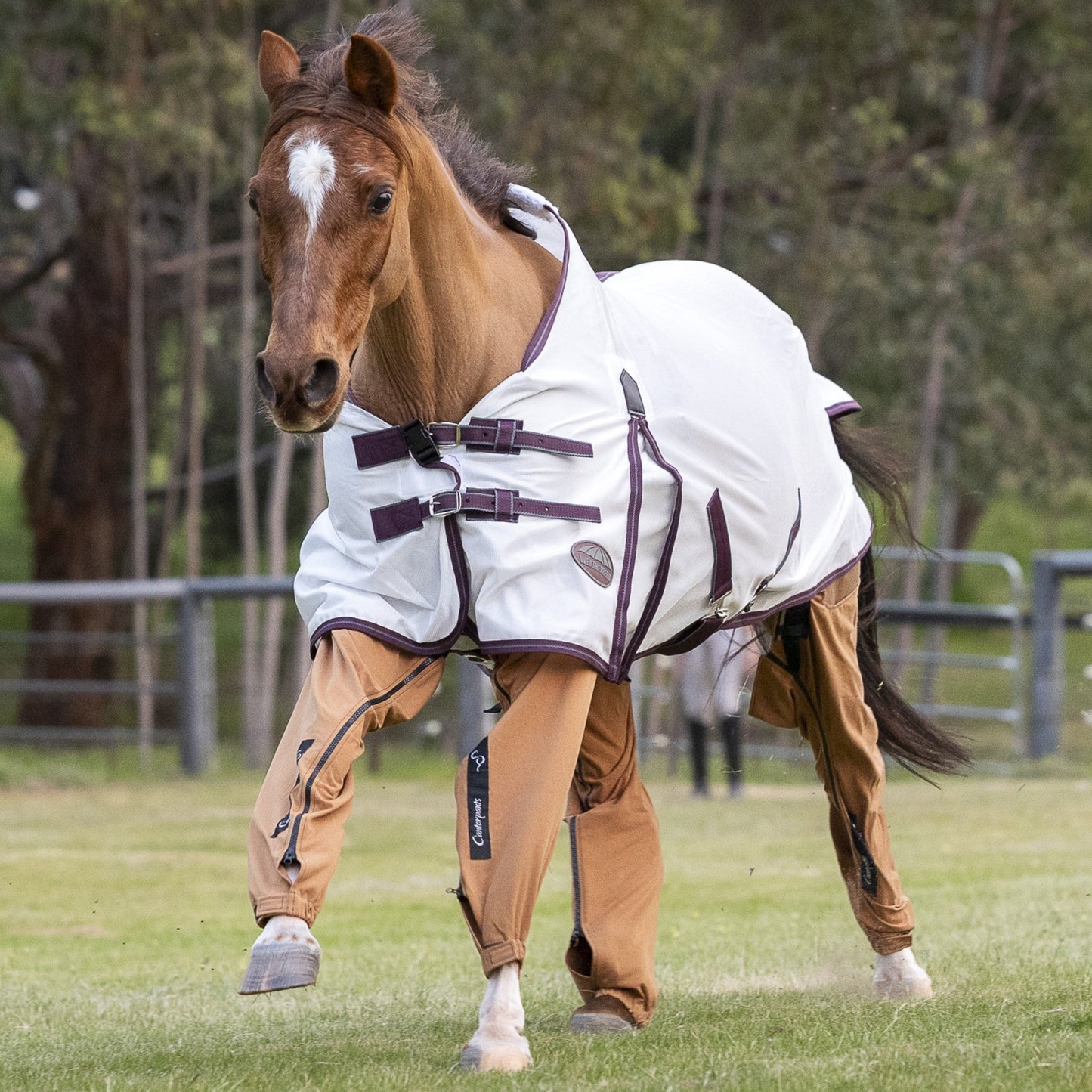 Chestnut pony (Crissy) cantering in the paddock, wearing desert coloured Canterpants leg protection