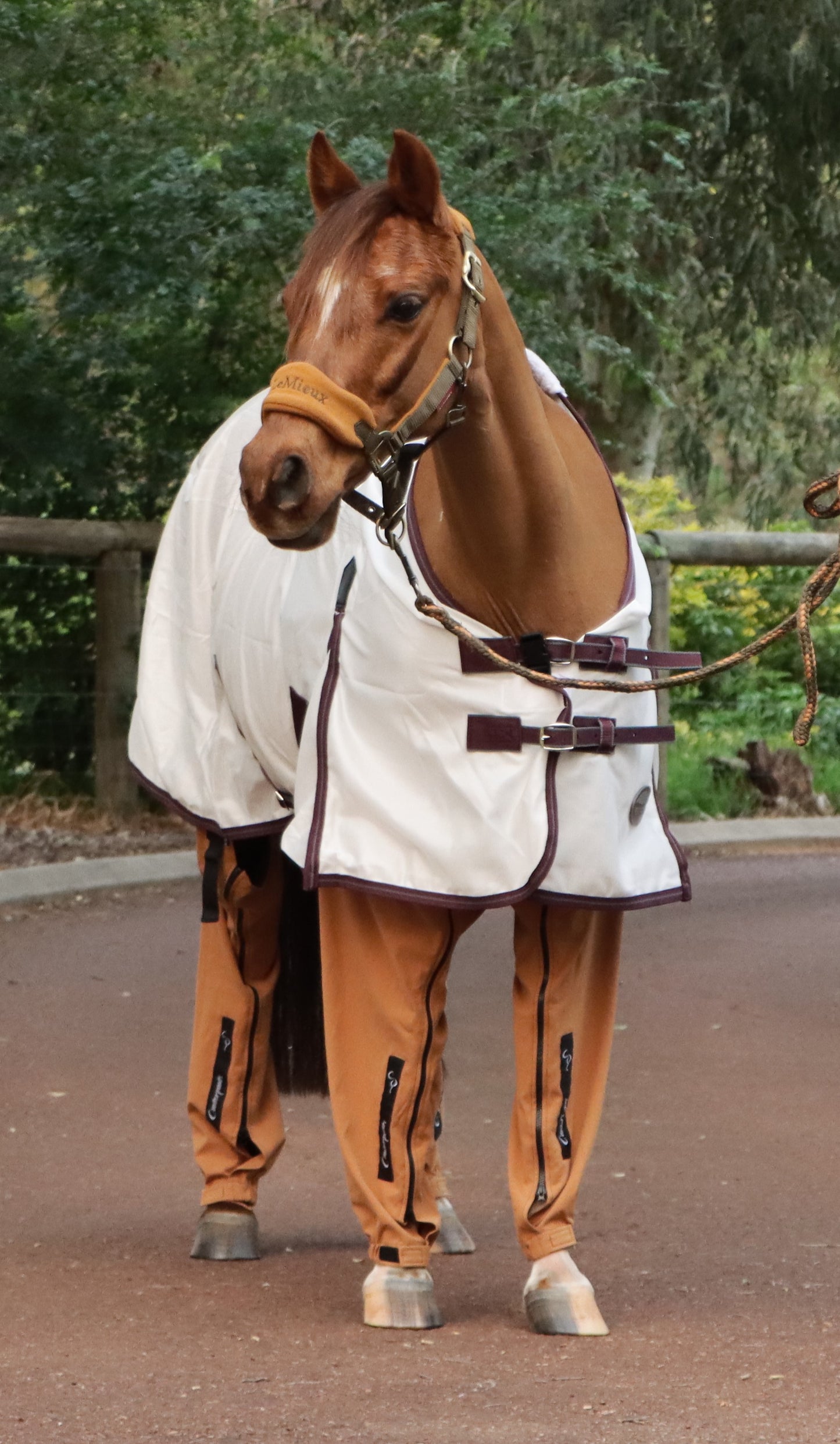 Chestnut pony (Crissy) wearing desert coloured canterpants standing alert in laneway