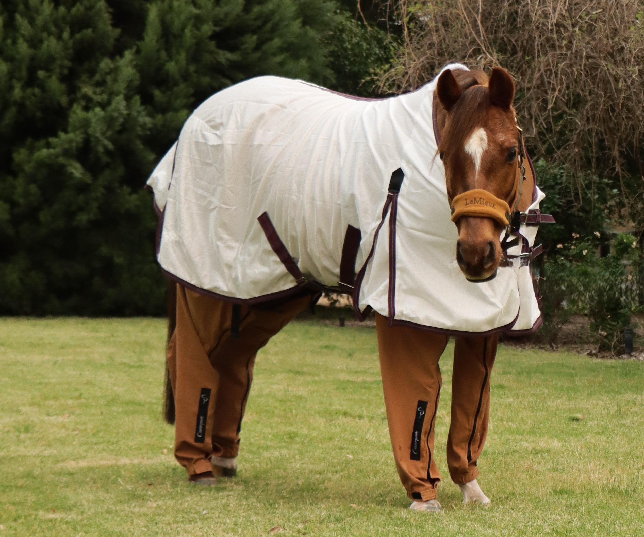 Chestnut pony (Crissy) standing on the lawn wearing desert Canterpants