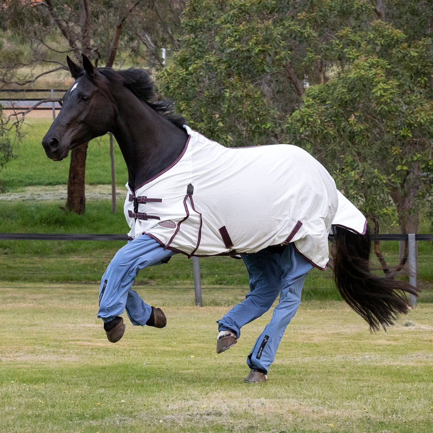 Black horse (Fozz) cantering in the paddock, wearing ocean coloured Canterpants leg protection