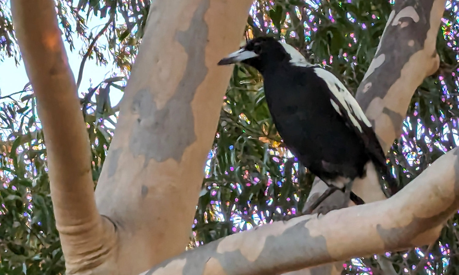 Magpie