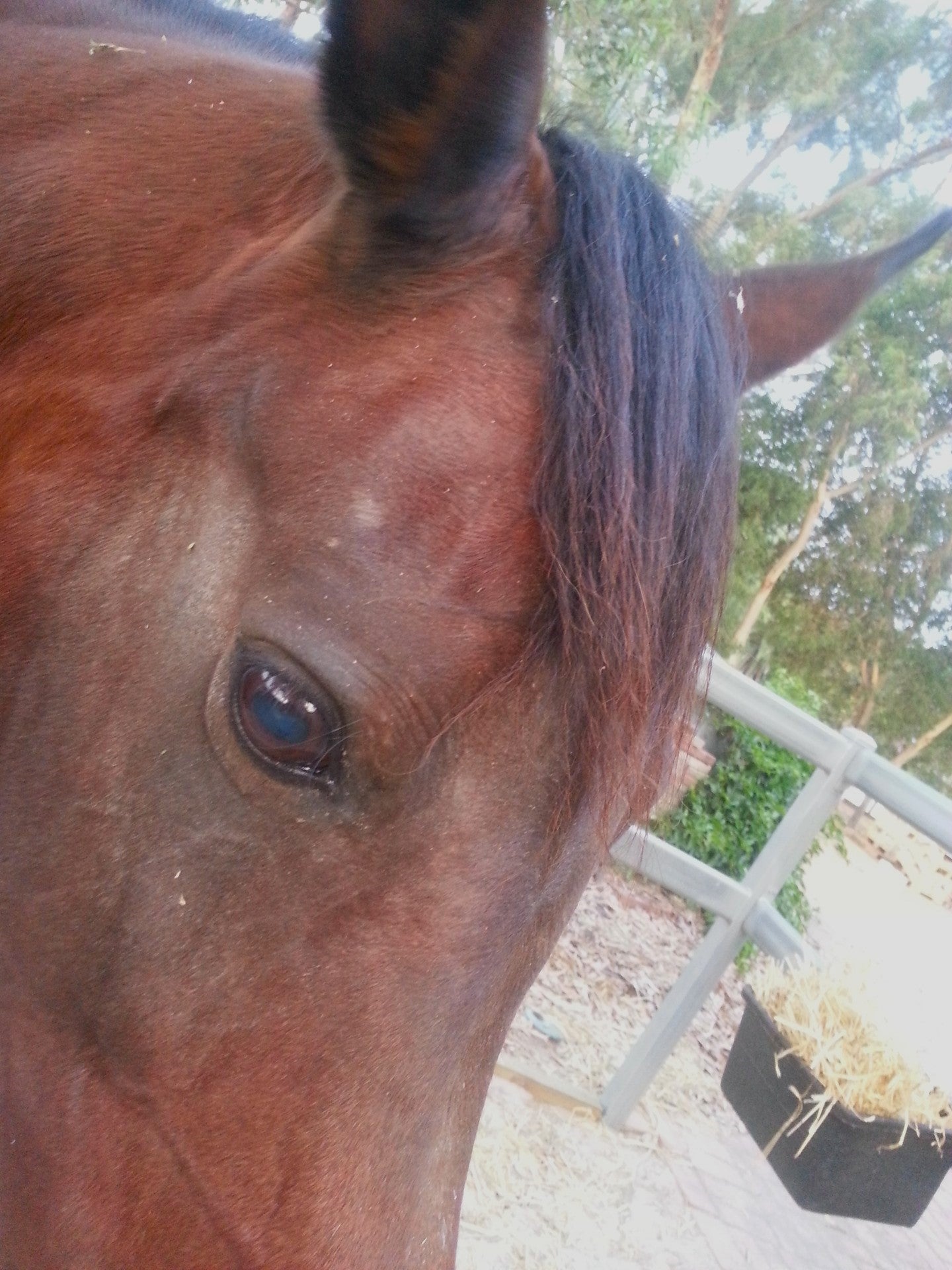 Reena detail of face