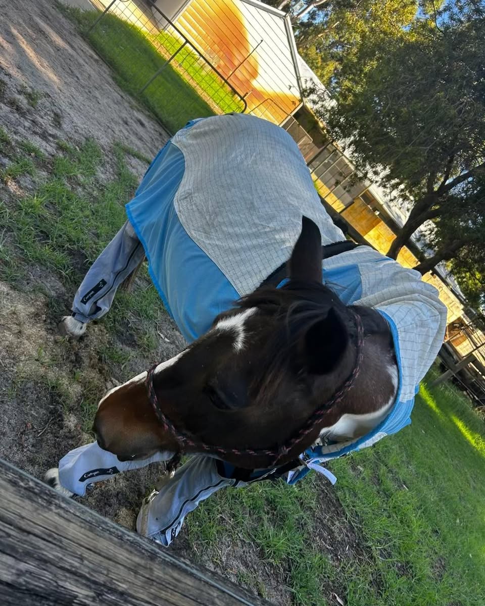 Aligned Living Horses