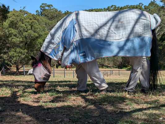 Insect Bite Hypersensitivity (IBH) in Horses