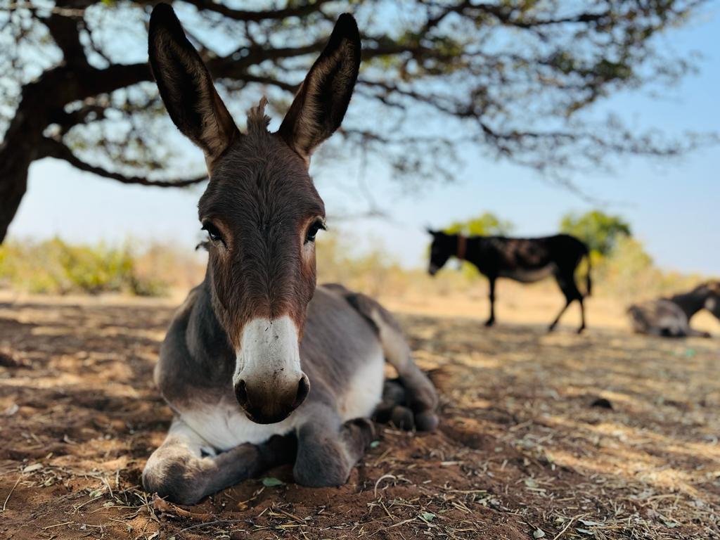 International Working Animal Day
