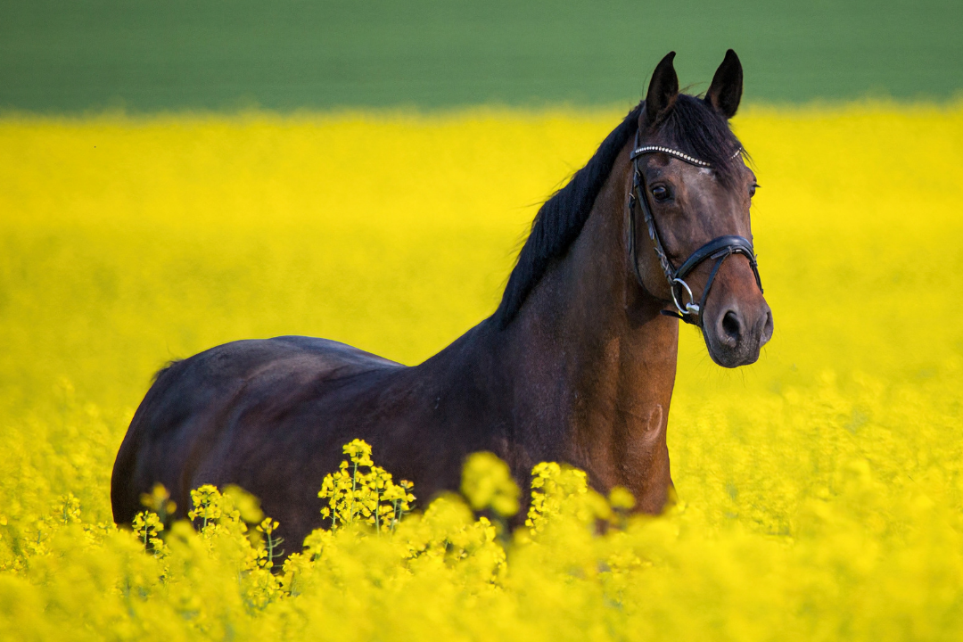 Horse standing in a field of flowering plants in spring