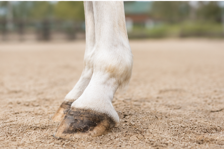 The Hidden Work Behind Clean Competition Legs