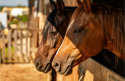 Twp horses with their heads out of their stable with the sun across their noses
