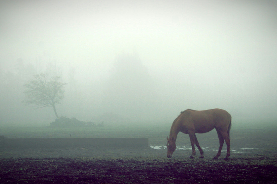 Winter Horse Care
