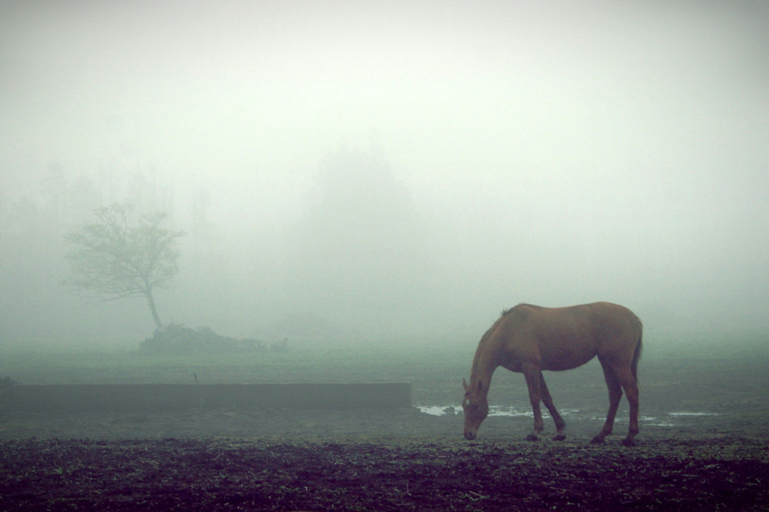 Winter Horse Care