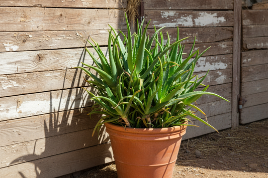 Benefits of Aloe Vera for Hair and Skin