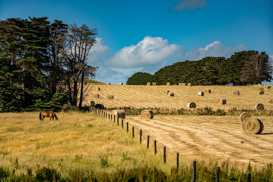 Spring Grass: Friend or Foe?