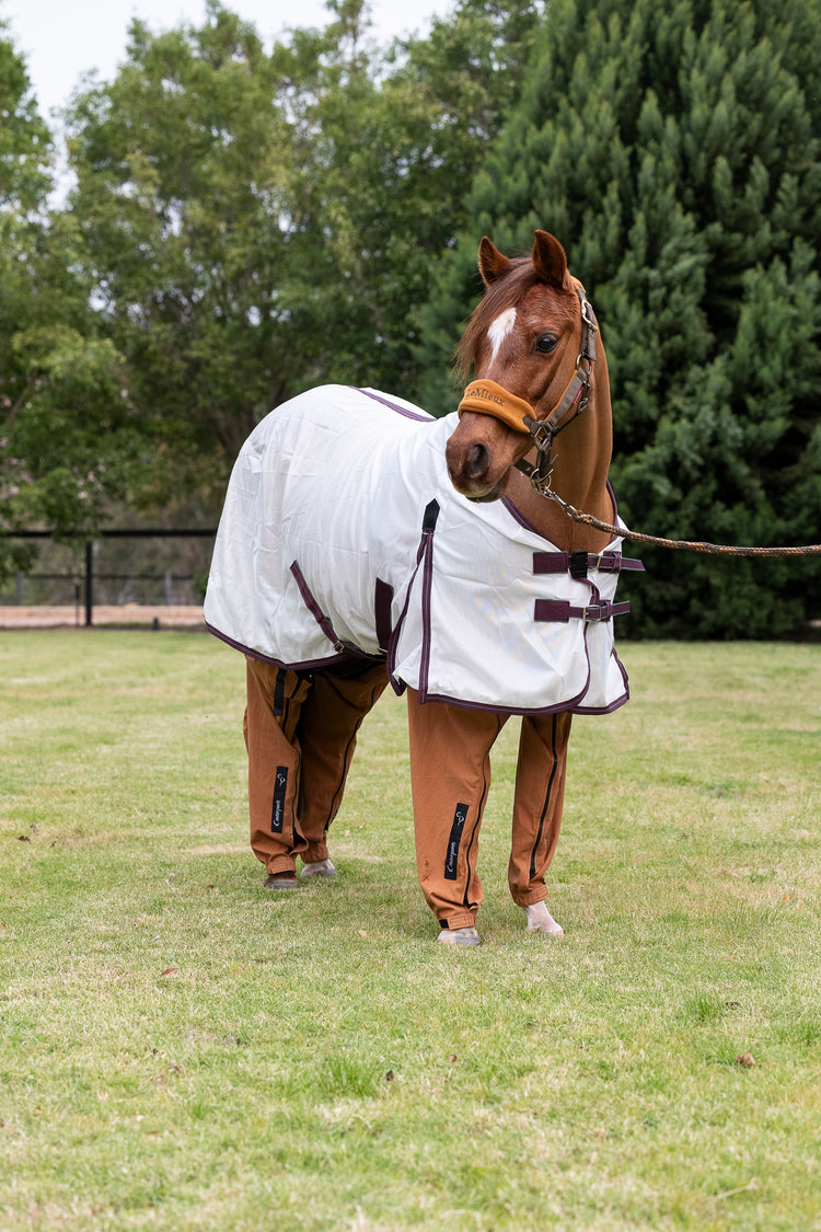Chesnut pony with white rug and desert coloured trousers protecting it's legs