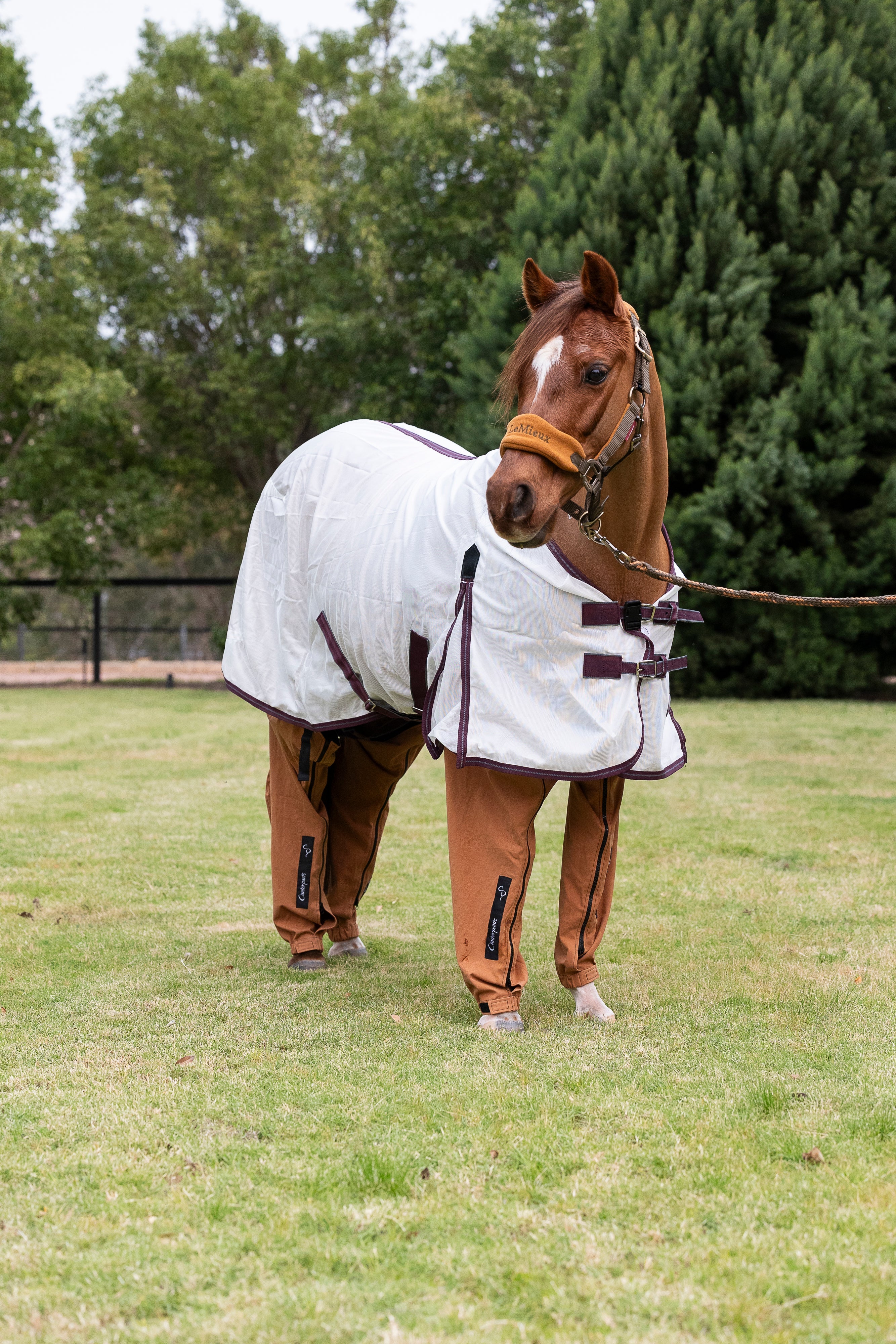 Three different photos of horses wearing pants in varying close-ups