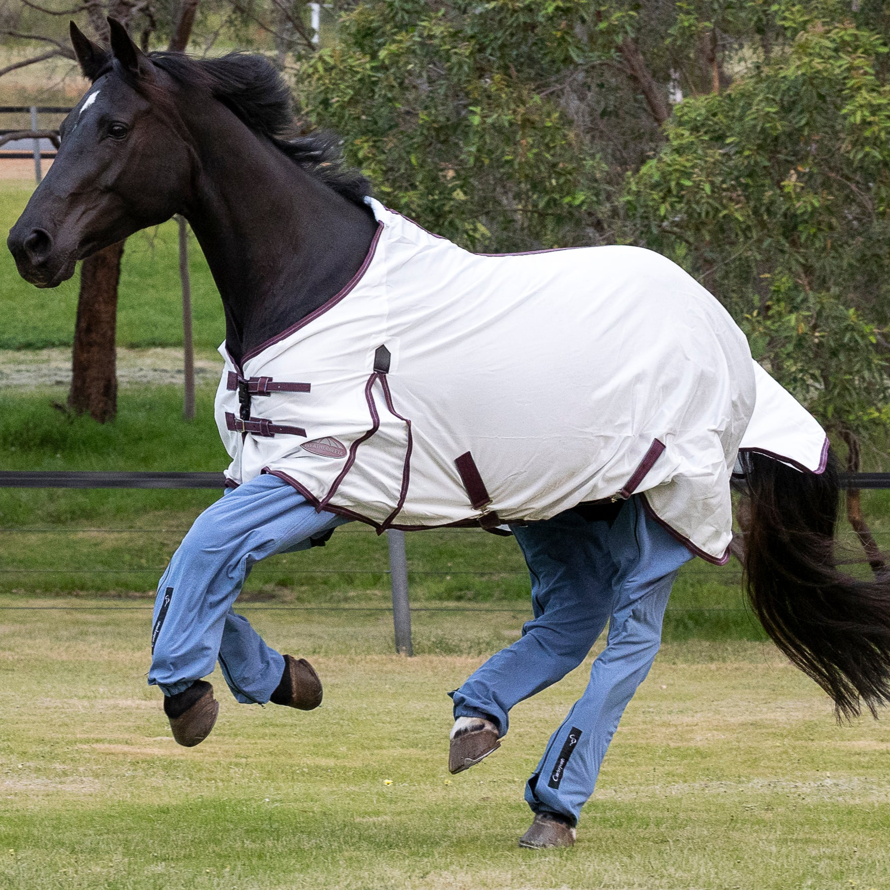 Chesnut pony with white rug and desert coloured trousers protecting it's legs
