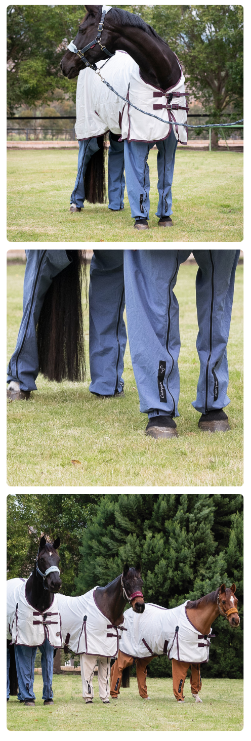 Three different photos of horses wearing pants in varying close-ups