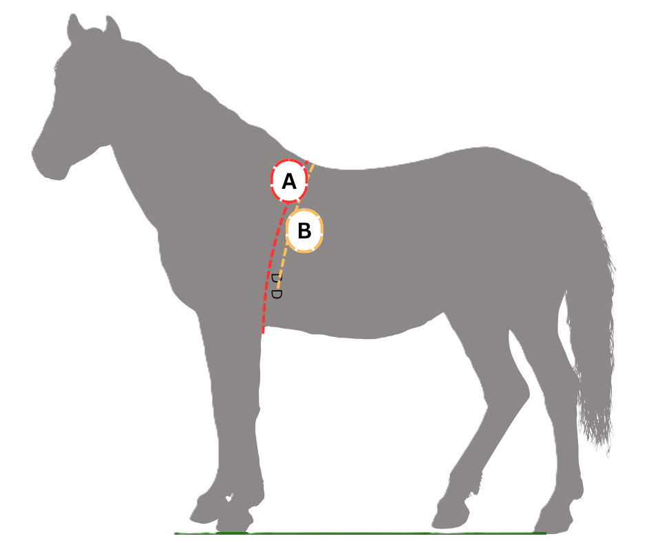 Diagram of a horse showing measurements for the belly band for attachment of front Canterpants