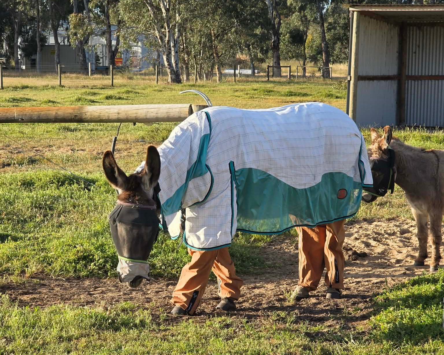 Donkey wearing a blanket and Canterpants in a grassy field with trees and a shed in the background