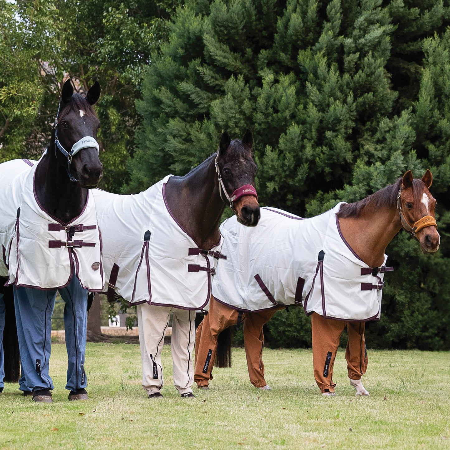 Three horses wearing white rugs, each wearing a different coloured set of trousers to protect their legs