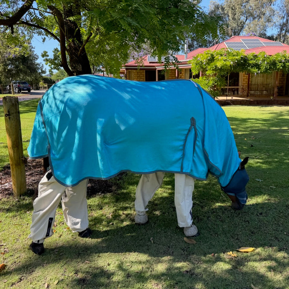 Horse wearing a blue rug and cream pants grazing calmly