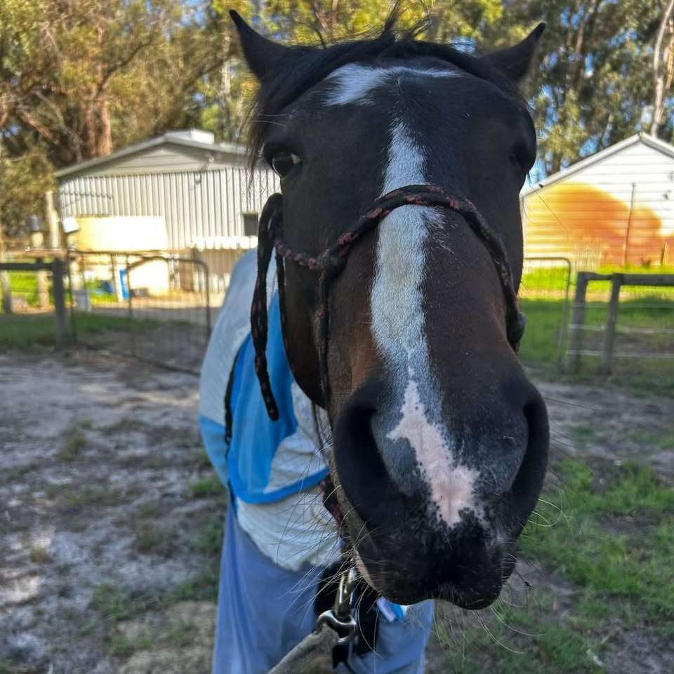 Horse wearing a summer rug and blue Canterpants to protect from bites