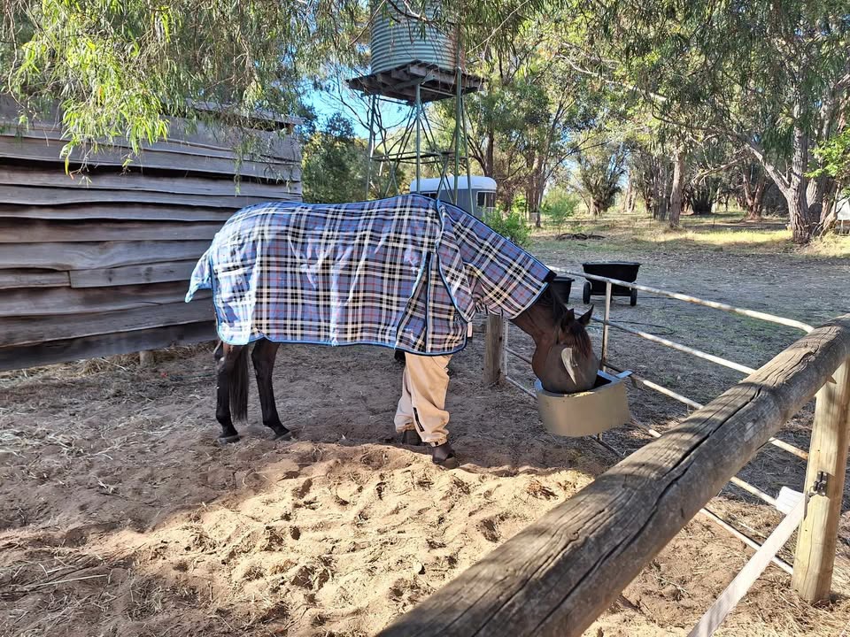 Cosi in front canterpants