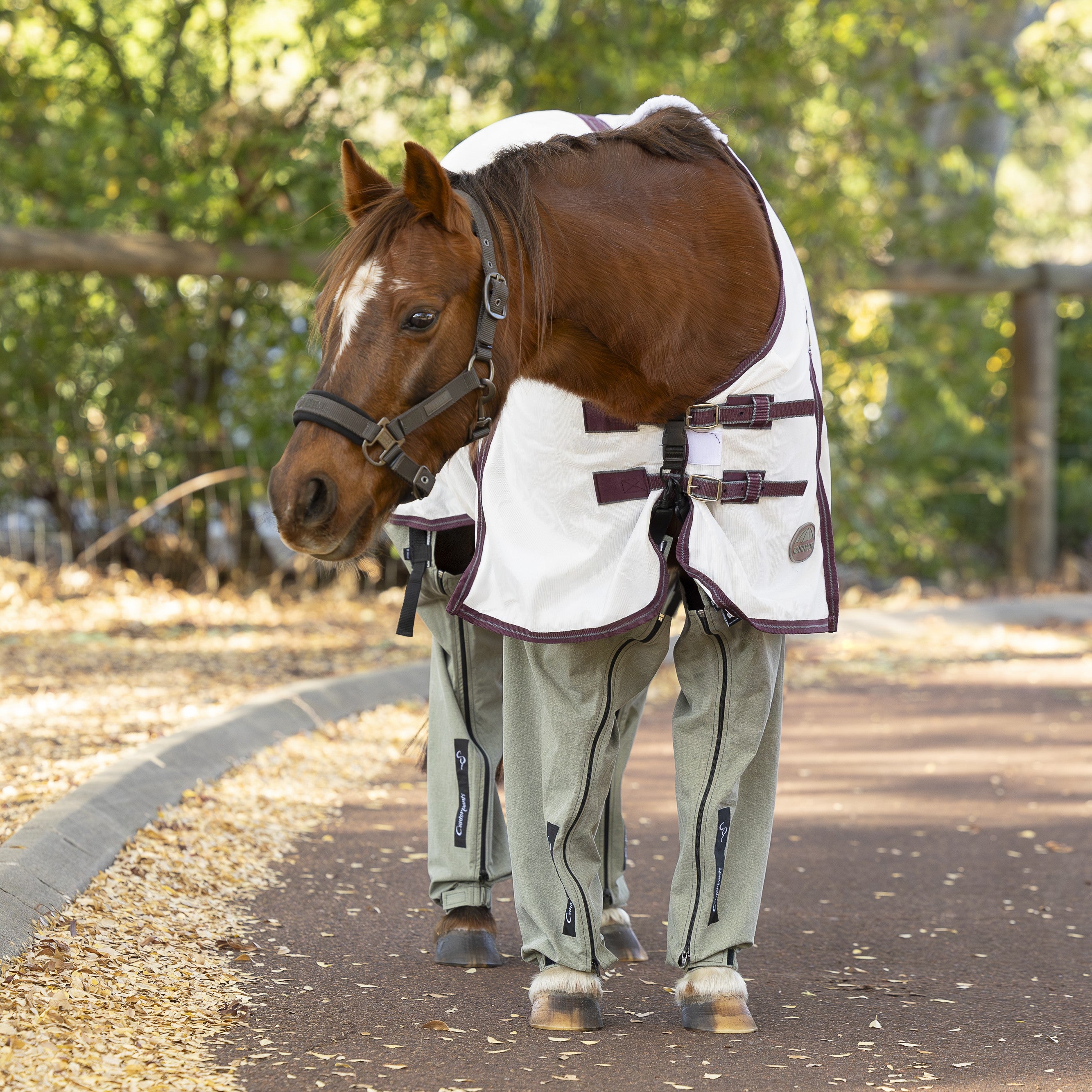 Chestnut pony wearing a white rug with peppermintgum Canterpants relaxed on the driveway with trees in the background
