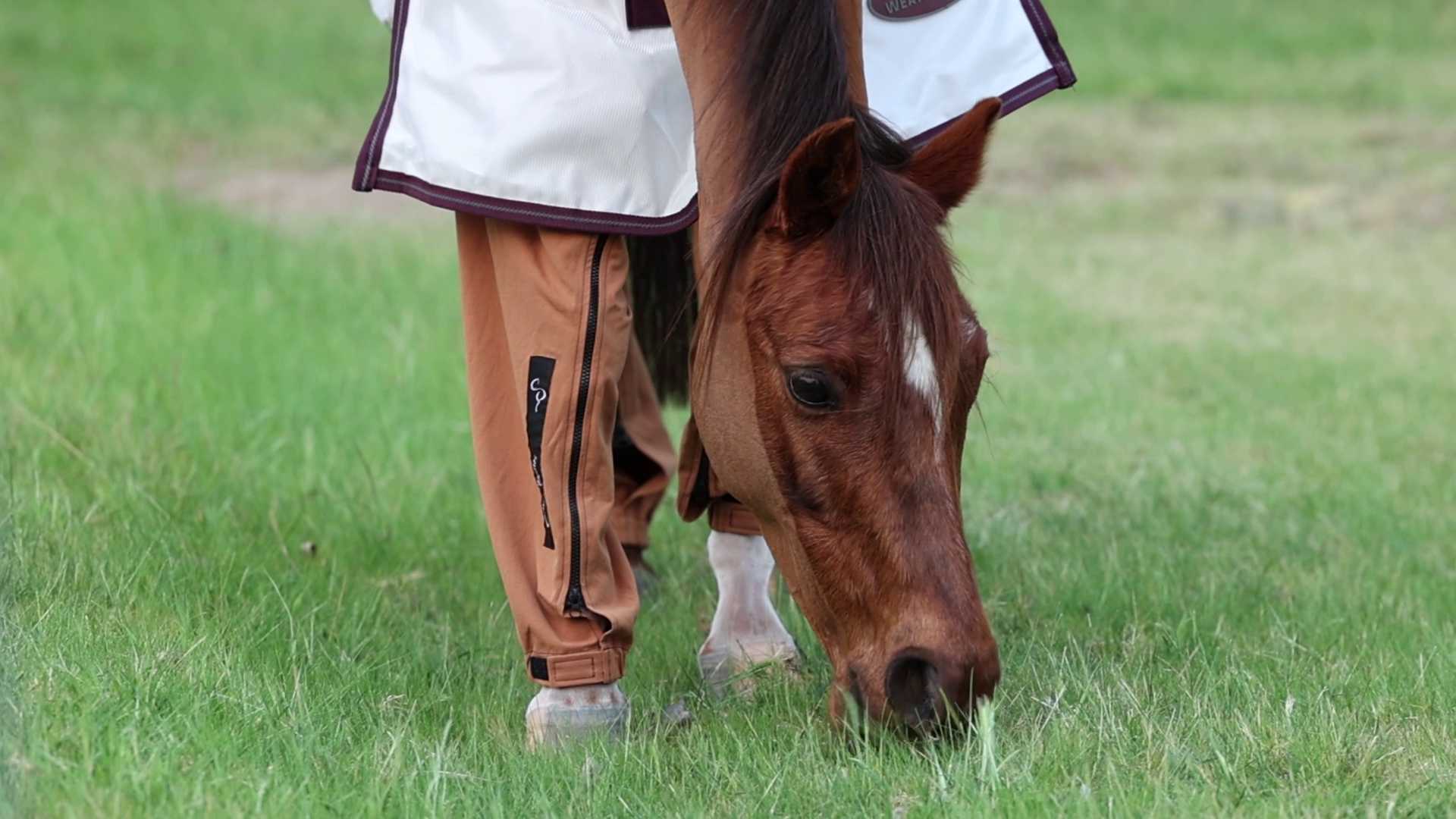 Chestnut pony wearing canterpants grazing