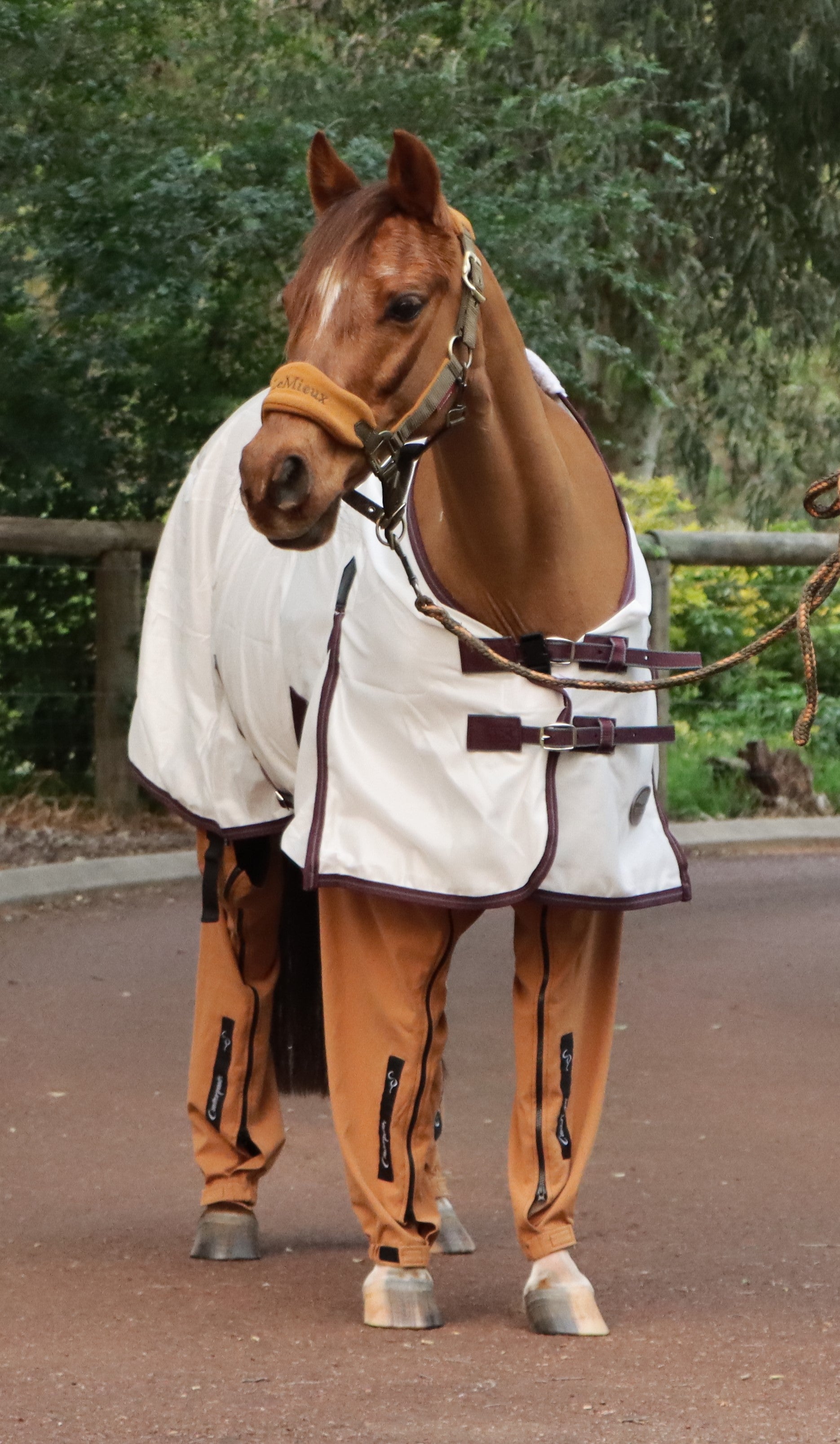 Chestnut pony (Crissy) wearing desert coloured canterpants standing alert in laneway
