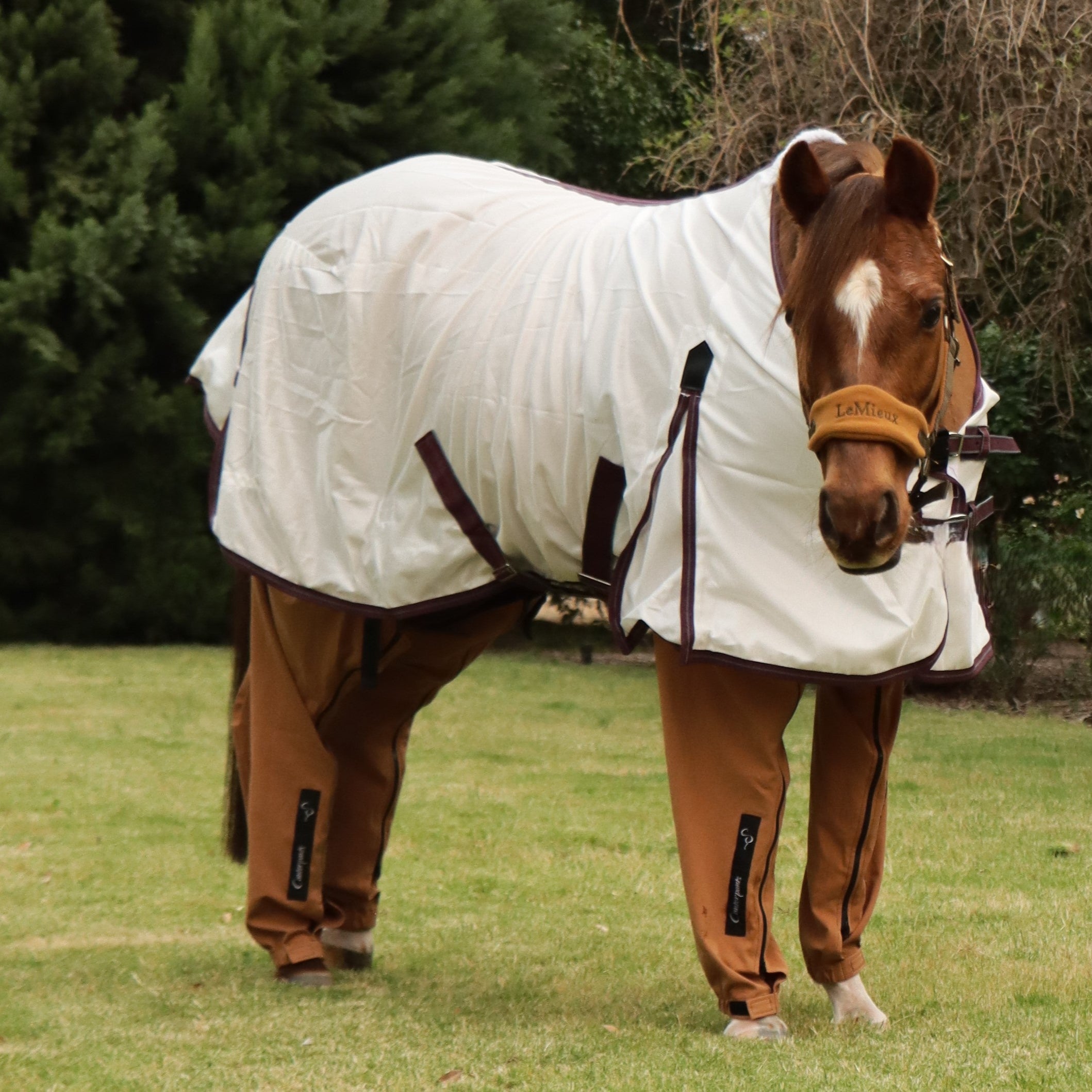 Chestnut pony (Crissy) standing on the lawn wearing desert coloured Canterpants leg protection