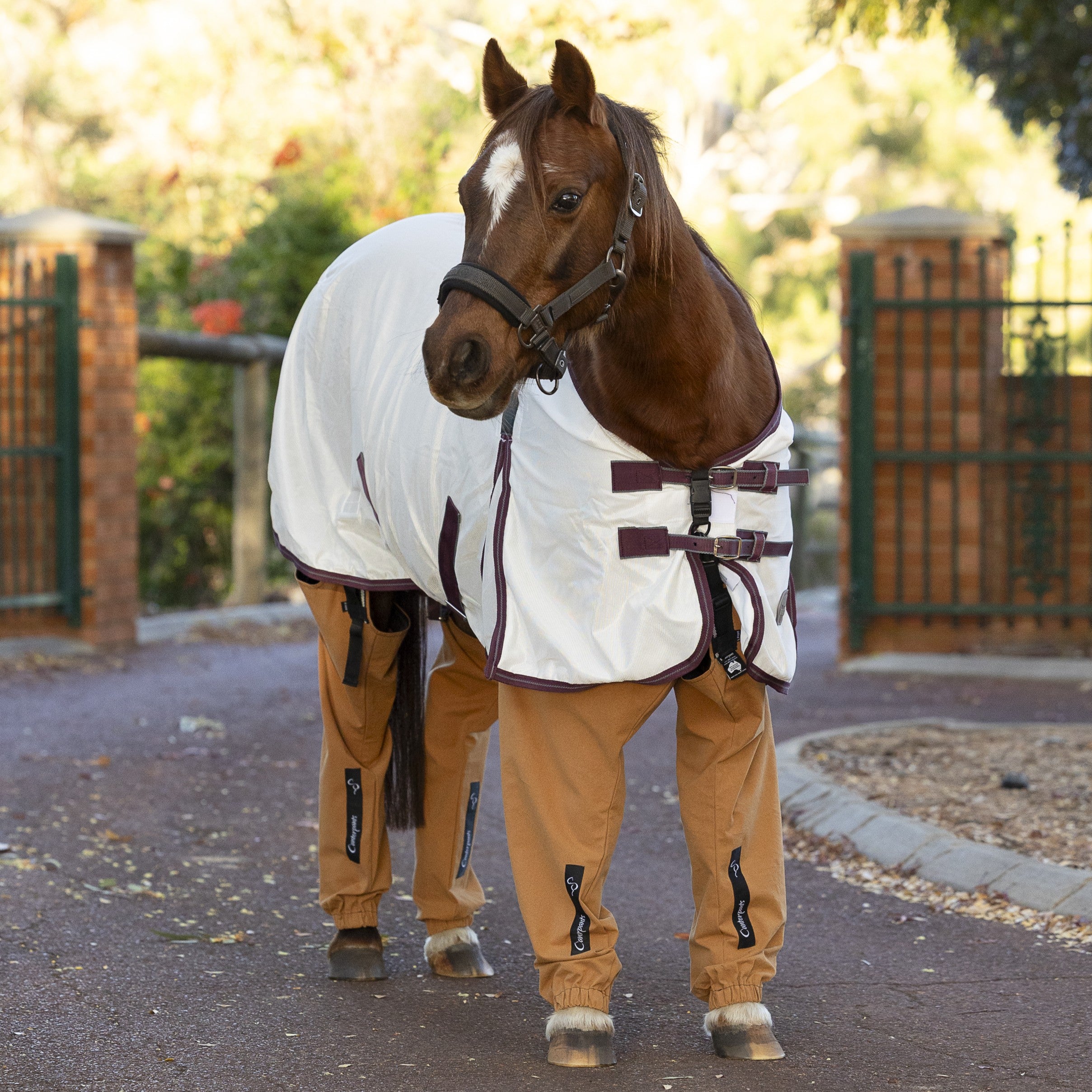Chestnut pony standing on a driveway wearing a white rug and desert coloured full length leggings (Canterpants) with a gate and trees in the background