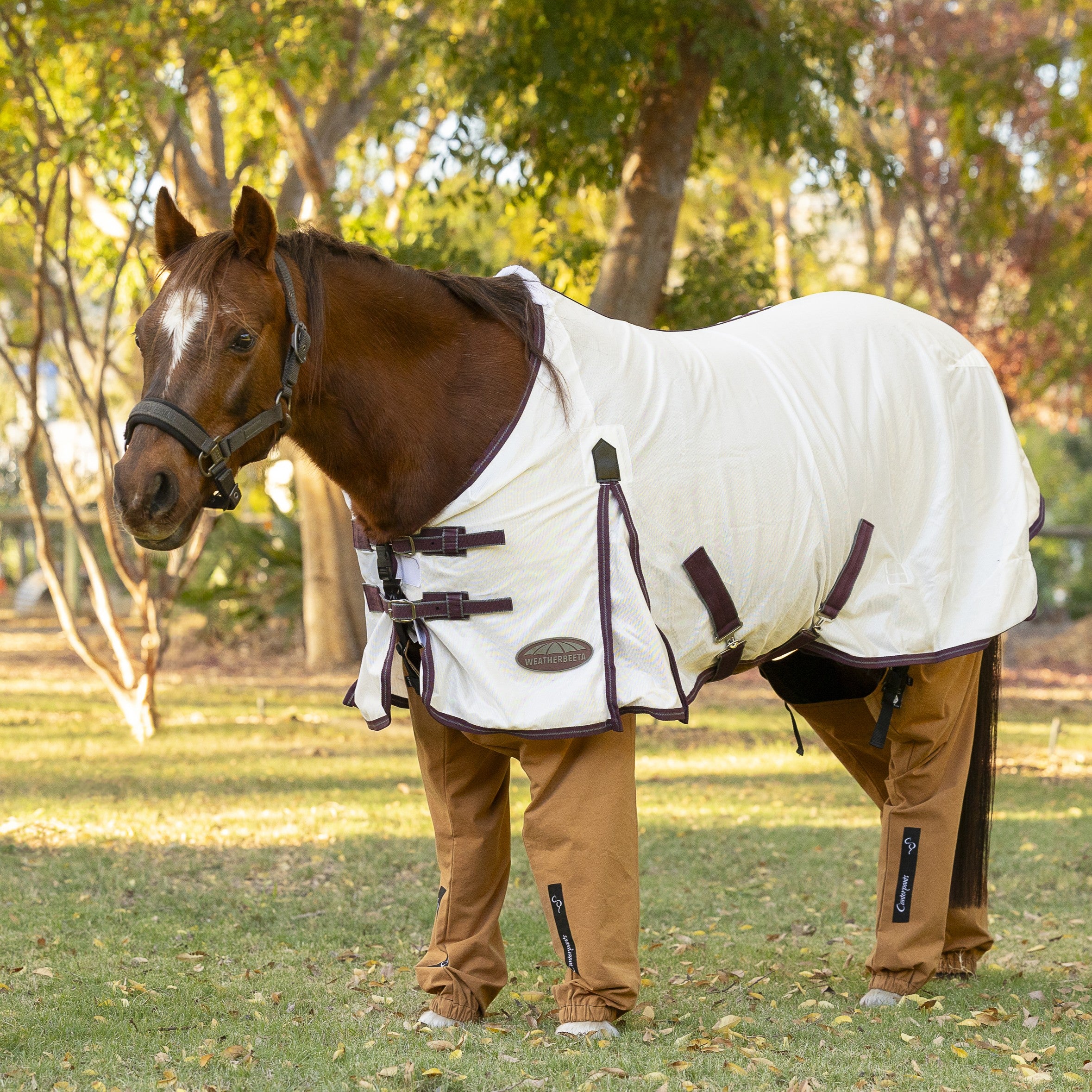 Chestnut pony standing on the lawn wearing a white rug and desert coloured Canterpants with trees in the background