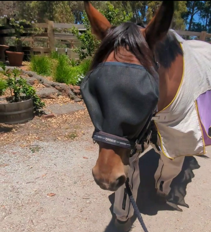 Horse wearing a fly mask and rain sheet on a gravel path with plants and a wooden fence in the background.