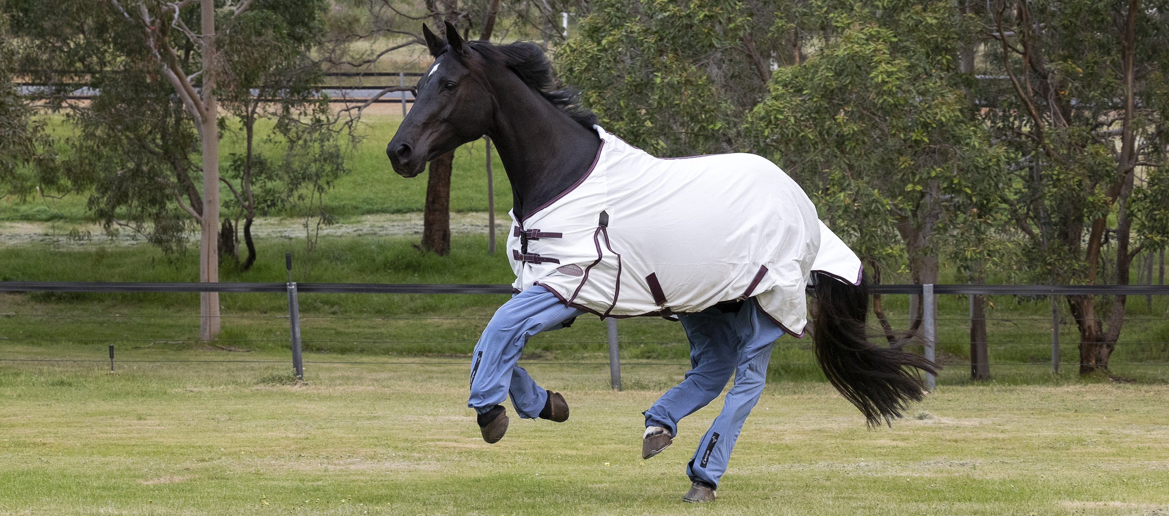 Fozz cantering in Canterpants