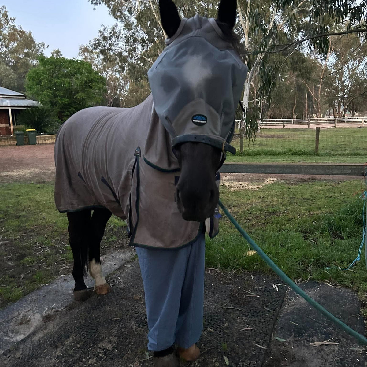 A horse wearing a fly rug and ocean coloured Canterpants leg front leg protection