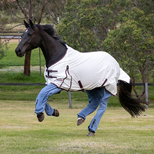 Black horse (Fozz) cantering in the paddock, wearing ocean coloured Canterpants leg protection