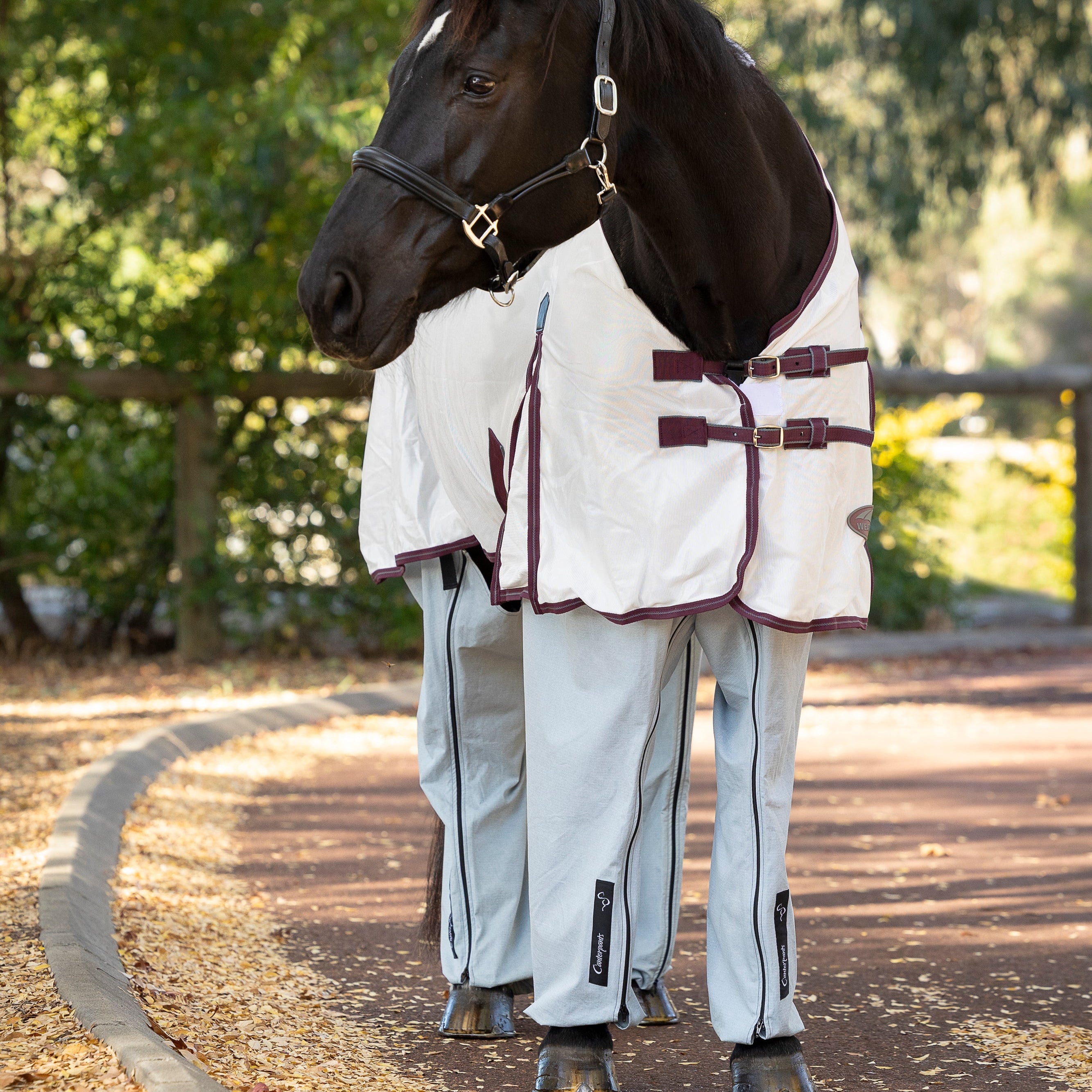 Black horse wearing white rug and bluegum coloured ripstop cotton Canterpants