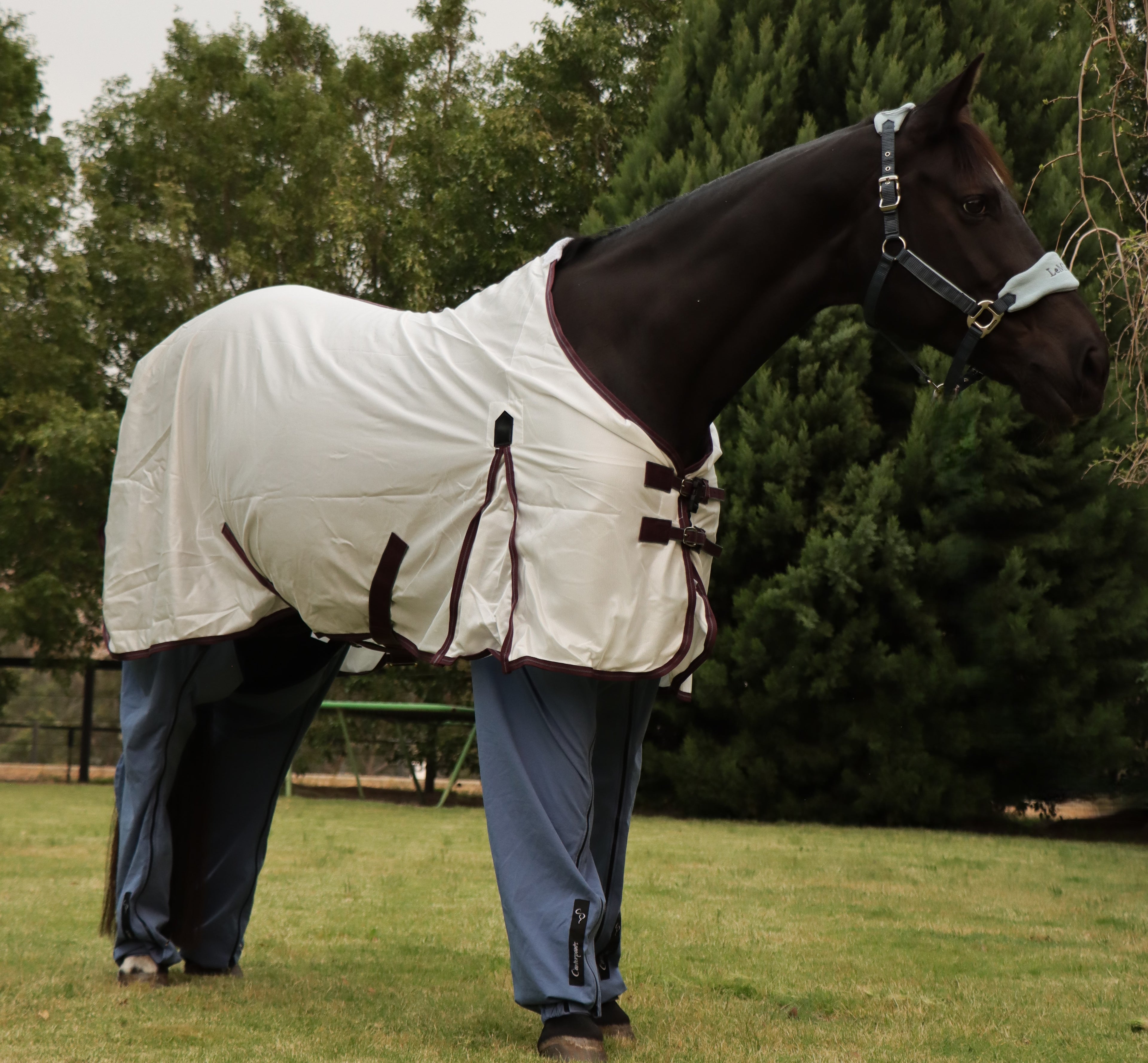 Black horse on lawn wearing white rug and Ocean Canterpants