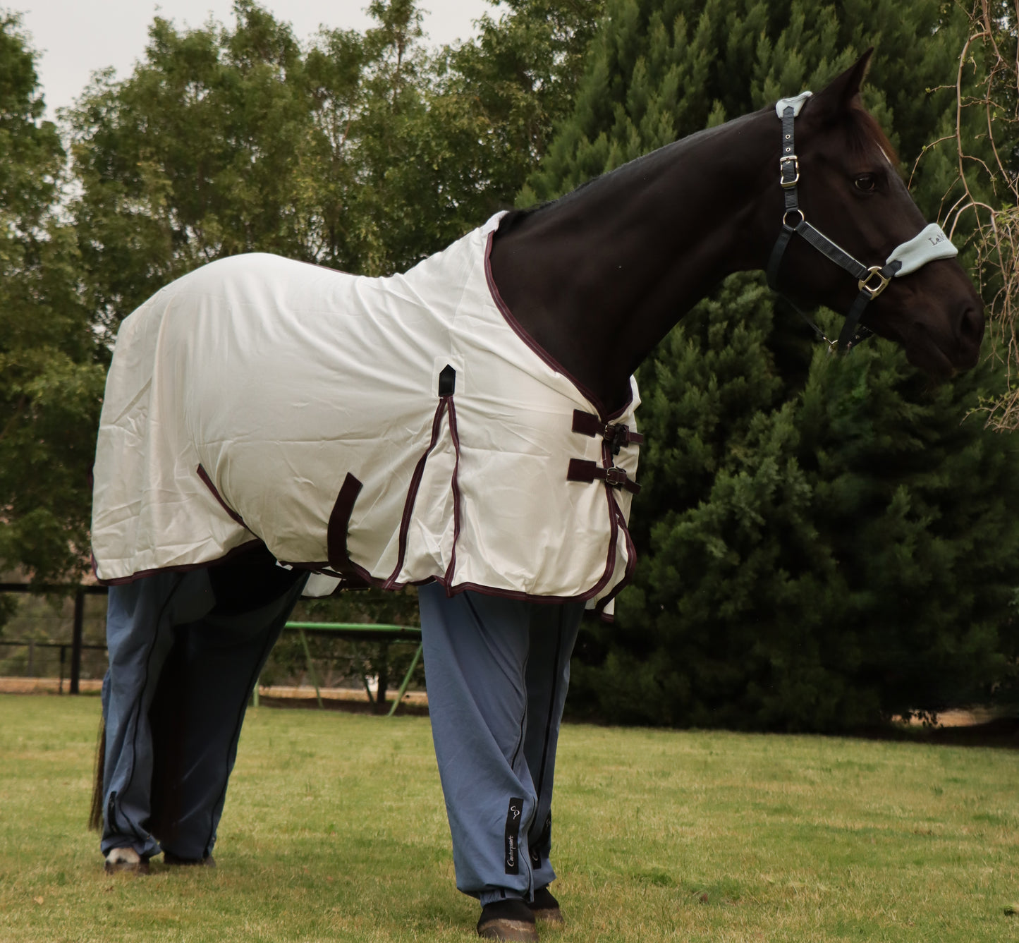 Black horse (Fozz) standing on the lawn wearing ocean coloured Canterpants leg protection