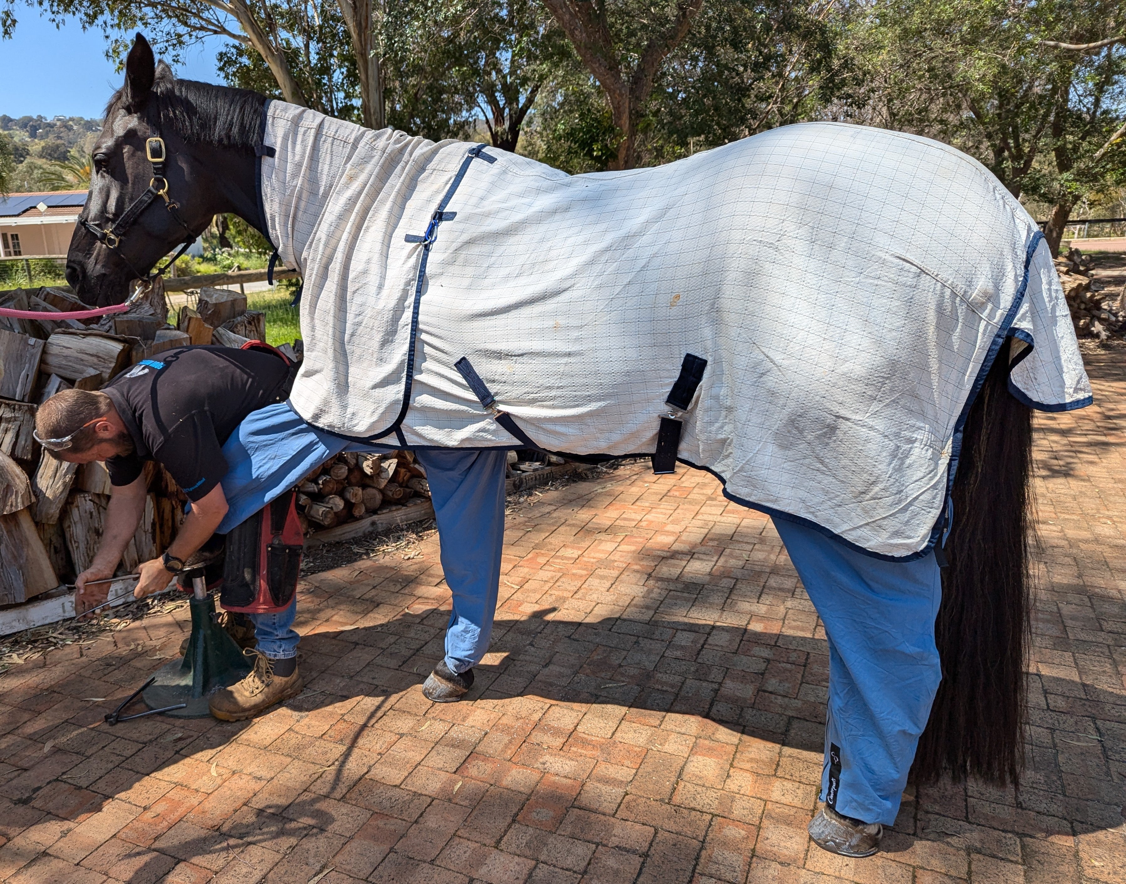 Farrier trimming Fozz's hoofs