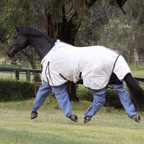 Black horse trotting in paddock wearing white rug and Ocean Canterpants leg protection