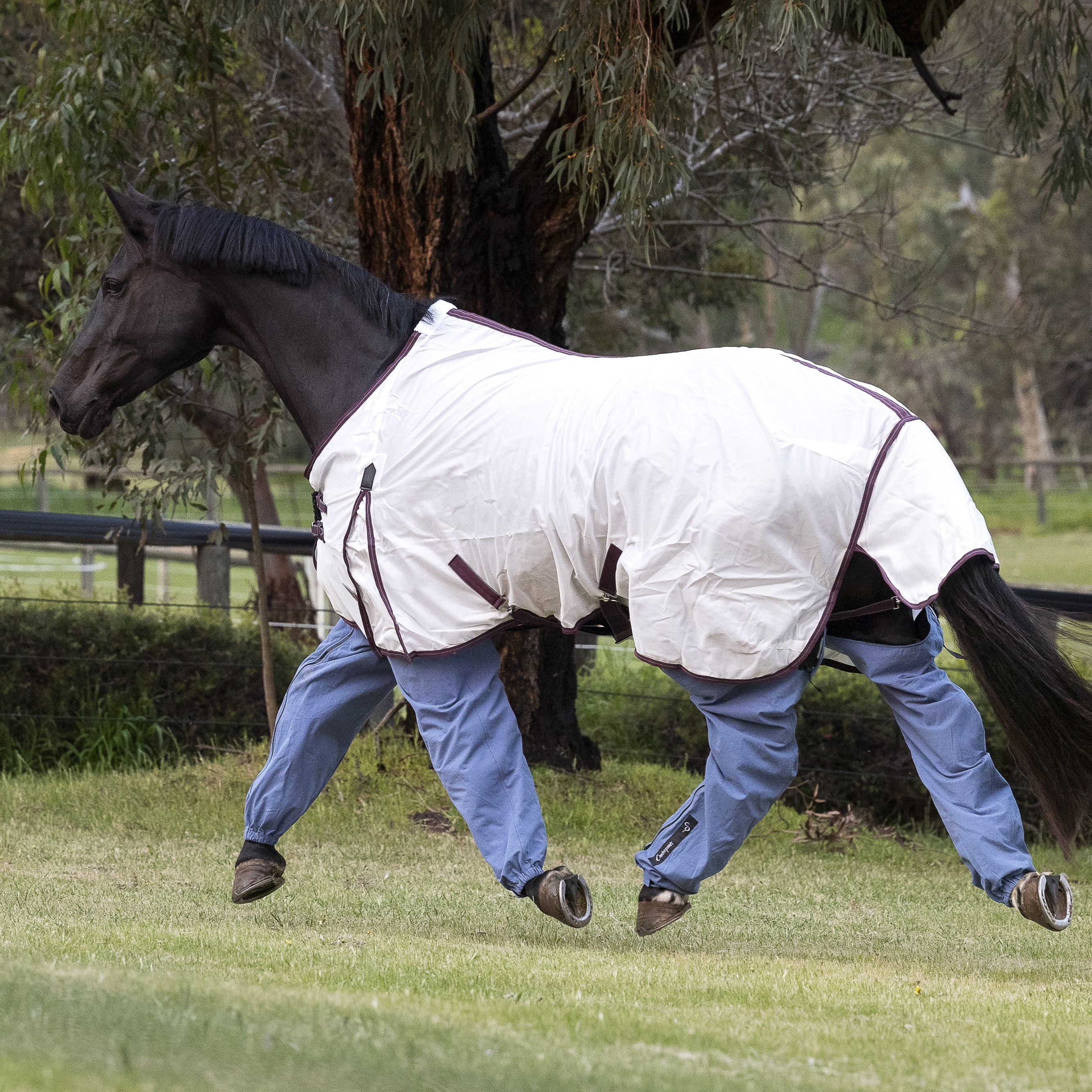 Black horse trotting in paddock wearing white rug and Ocean Canterpants leg protection