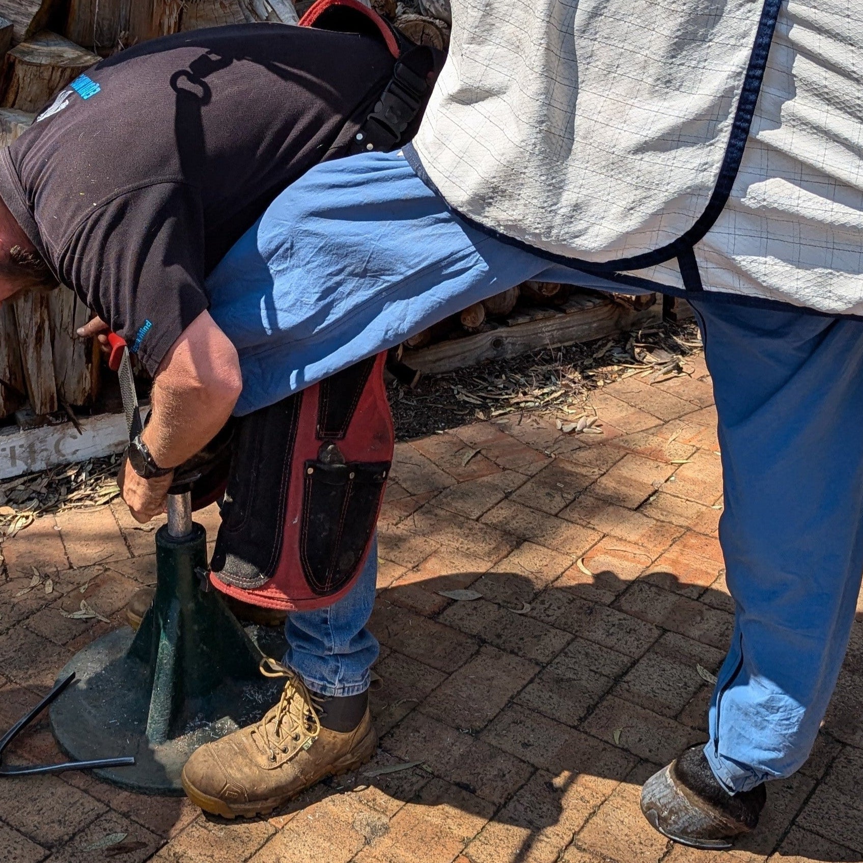 Horse being shod wearing  ocean coloured canterpants to protect legs from flies