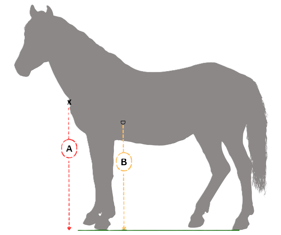 Diagram of a horse showing connection points for fron canterpants at the chest and girth