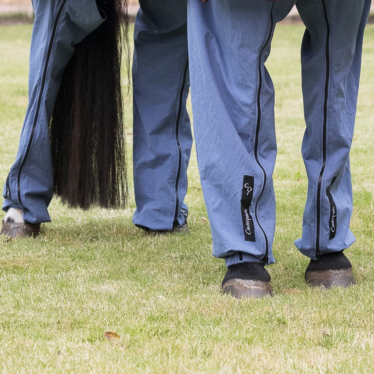 Front on view of horse showing legs standing on grass wearing ocean coloured Canterpants