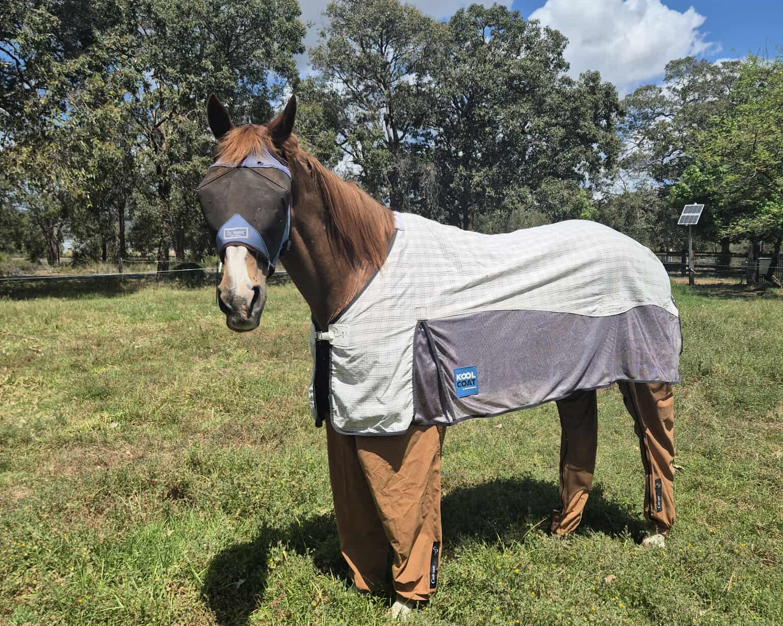 Chestnut horse wearing a summer rug, fly veil and full leg coverings standing in a grassu field under a blue sky