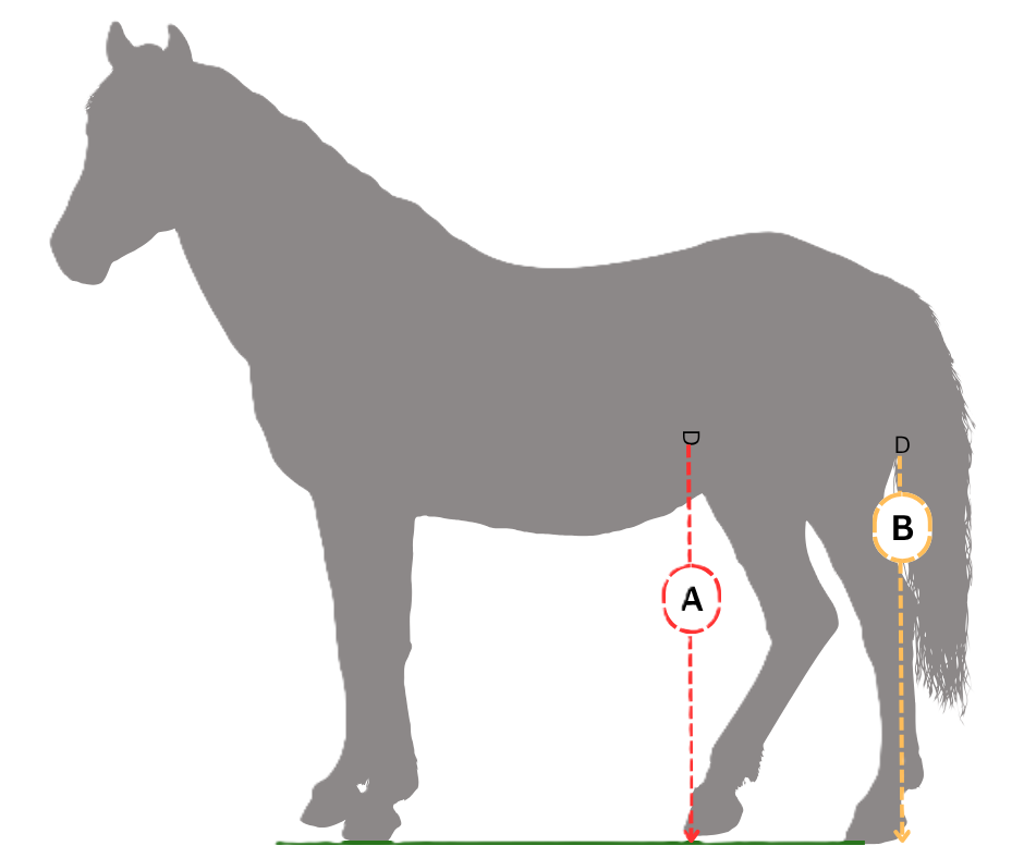 Diagram of horse showing connection points for hind canterpants at the stiple and rump