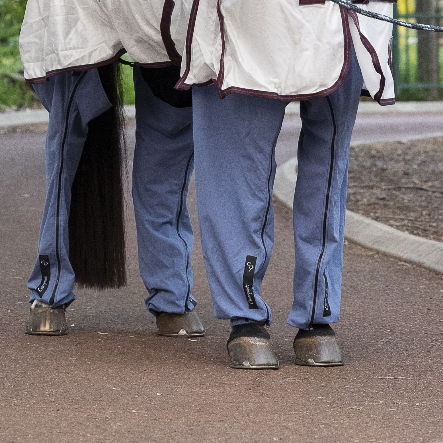 Close up of legs of horse wearing Ocean Canterpants to protect legs