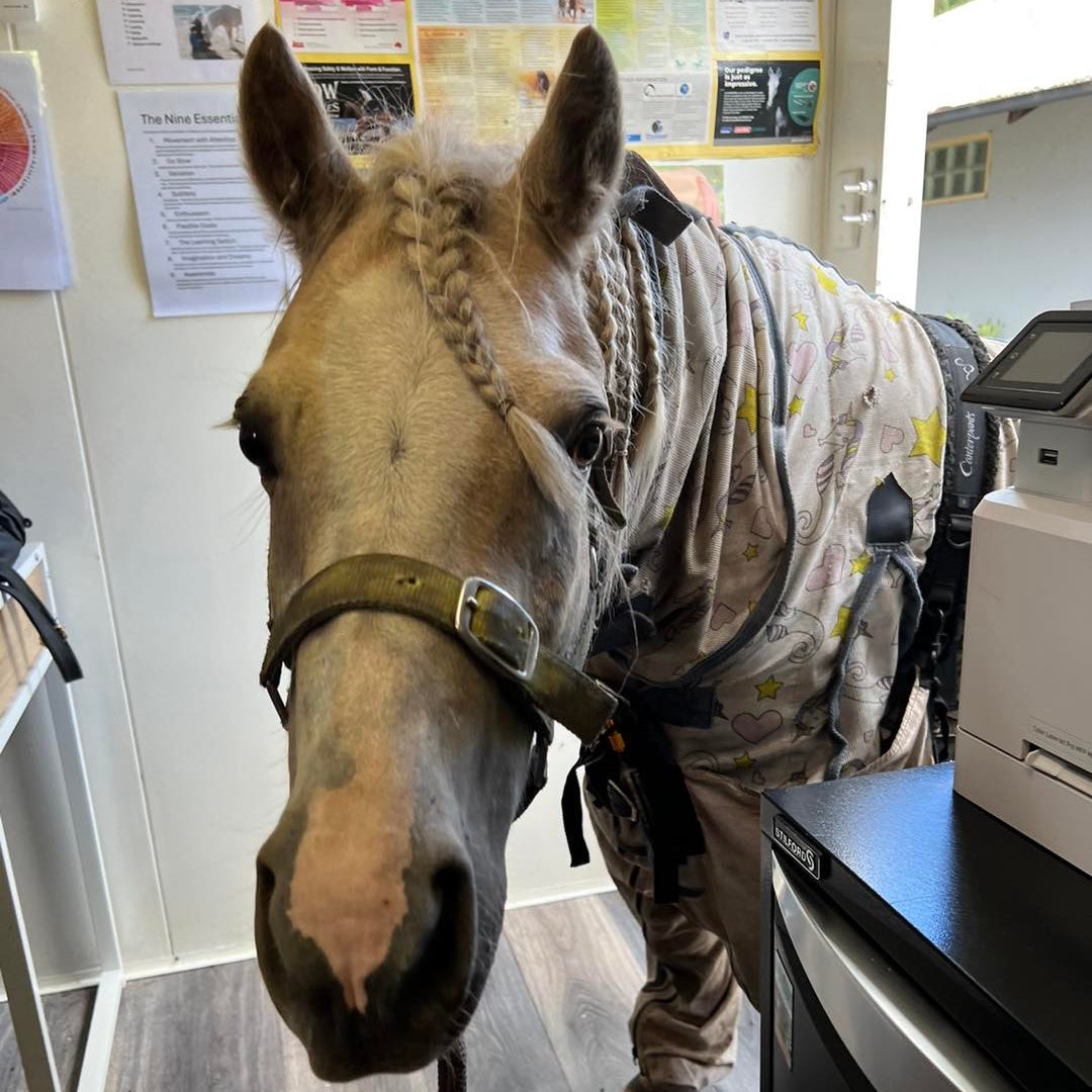 Cheeky pony wearing rug and Canterpants walked into the office